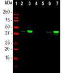 MBNL1 Antibody in Western Blot (WB)