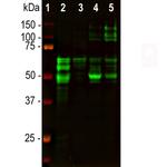 Tau Antibody in Western Blot (WB)