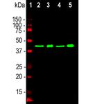 TDP-43 Antibody in Western Blot (WB)