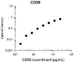 CD59 Antibody in ELISA (ELISA)