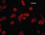 CD244 (2B4) Antibody in Immunocytochemistry (ICC/IF)