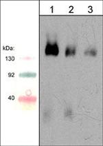 CD100 (SEMA4D) Antibody in Western Blot (WB)