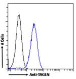 TAGLN Antibody in Flow Cytometry (Flow)