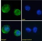 Transferrin Chimeric Antibody in Immunocytochemistry (ICC/IF)