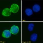 CD25 Chimeric Antibody in Immunocytochemistry (ICC/IF)