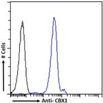 HP1 beta Chimeric Antibody in Flow Cytometry (Flow)