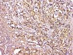 Carbonic Anhydrase II Antibody in Immunohistochemistry (Paraffin) (IHC (P))