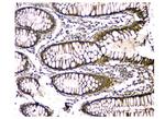 Carbonic Anhydrase II Antibody in Immunohistochemistry (Paraffin) (IHC (P))