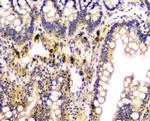 Carbonic Anhydrase II Antibody in Immunohistochemistry (Paraffin) (IHC (P))