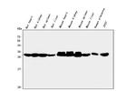 Carbonic Anhydrase II Antibody in Western Blot (WB)