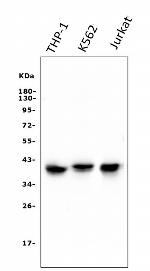 CCR2 Antibody in Western Blot (WB)