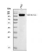 Band 3 Antibody in Western Blot (WB)