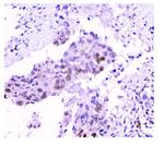 USP7 Antibody in Immunohistochemistry (Paraffin) (IHC (P))