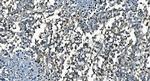 CDC45L Antibody in Immunohistochemistry (Paraffin) (IHC (P))