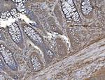 SHIP2 Antibody in Immunohistochemistry (Paraffin) (IHC (P))