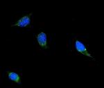 Filamin B Antibody in Immunocytochemistry (ICC/IF)