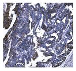 GSDMD Antibody in Immunohistochemistry (Paraffin) (IHC (P))