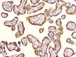 Cyclophilin B Antibody in Immunohistochemistry (Paraffin) (IHC (P))