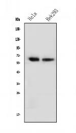 NFIA Antibody in Western Blot (WB)