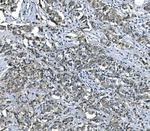 eRF1 Antibody in Immunohistochemistry (Paraffin) (IHC (P))