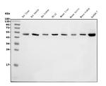 eRF1 Antibody in Western Blot (WB)