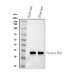 Calponin 2 Antibody in Western Blot (WB)