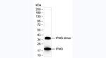 IFN gamma Antibody in Western Blot (WB)