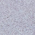 H3K56me3 Antibody in Immunohistochemistry (Paraffin) (IHC (P))