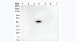 Human IgG4 Antibody in Western Blot (WB)