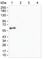 Human IgA Antibody in Western Blot (WB)