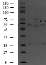 Nifursol Antibody in SDS-PAGE (SDS-PAGE)