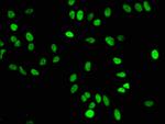 H4K16me1 Antibody in Immunocytochemistry (ICC/IF)