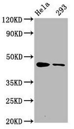 Phospho-CREB (Ser133) Antibody in Western Blot (WB)
