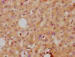 ApoA2 Antibody in Immunohistochemistry (Paraffin) (IHC (P))