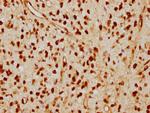 Lamin A Antibody in Immunohistochemistry (Paraffin) (IHC (P))