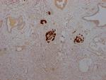 Insulin Antibody in Immunohistochemistry (Paraffin) (IHC (P))