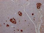 Insulin Antibody in Immunohistochemistry (Paraffin) (IHC (P))