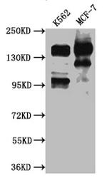 SIN3A Antibody in Western Blot (WB)
