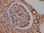 SMN1 Antibody in Immunohistochemistry (Paraffin) (IHC (P))