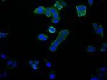 14-3-3 beta Antibody in Immunocytochemistry (ICC/IF)