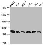 FIS1 Antibody in Western Blot (WB)