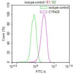 MYLK Antibody in Flow Cytometry (Flow)