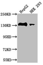 MYLK Antibody in Western Blot (WB)