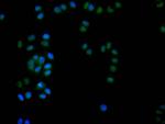 DEK Antibody in Immunocytochemistry (ICC/IF)