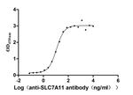 SLC7A11 Antibody in Neutralization (Neu)