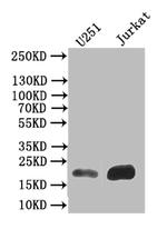 Ferritin Heavy Chain Antibody in Western Blot (WB)