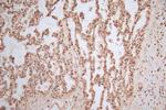 Histone H4 Antibody in Immunohistochemistry (Paraffin) (IHC (P))