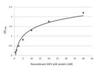 African Swine Fever Virus Structural Protein p54 Antibody in ELISA (ELISA)