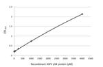 African Swine Fever Virus Structural Protein p54 Antibody in ELISA (ELISA)