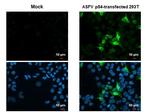 African Swine Fever Virus Structural Protein p54 Antibody in Immunocytochemistry (ICC/IF)